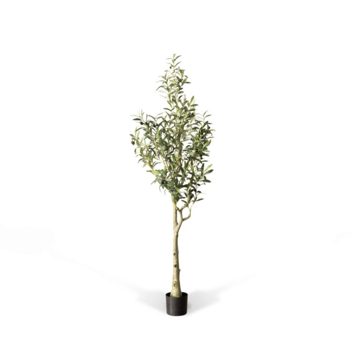70" Paloma Olive Tree
