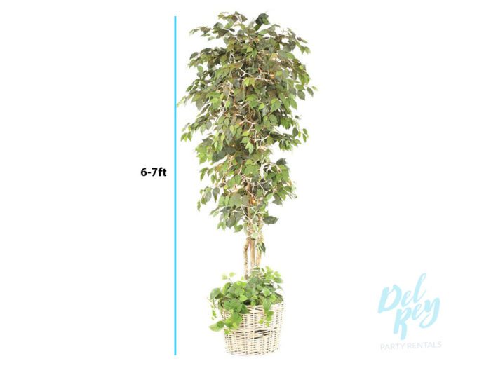 Artificial Ficus Tree - Image 2